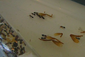 Vive les cuisses musclées !, Les colonies de Damian