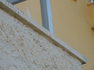 Lepisiota frauenfeldi, Rhodes, **FIN** [Blog] Lepisiota nigra (Dalla Torre, 1893)