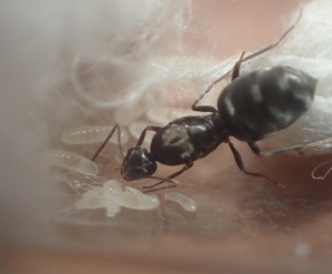 L. nigra, **FIN** [Blog] Lepisiota nigra (Dalla Torre, 1893)