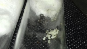 Tetramorium sp + couvain différents stades, Suivi de plusieurs colonies