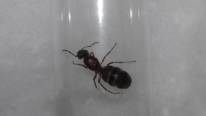 Serviformica rufibarbis, Suivi de plusieurs colonies