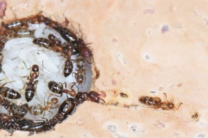 Une nouvelle galerie faite par les petites, Mes colonies et expérimentations