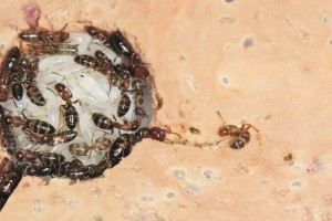 Ouh c'est dur de se retourner !, Mes colonies et expérimentations