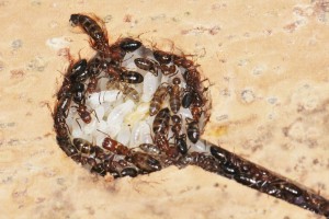 Un autre début de galerie, Mes colonies et expérimentations