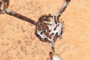 La chambre centrale, Mes colonies et expérimentations