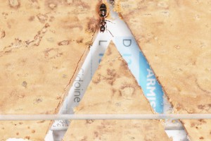 Une Colobopsis truncatus hors du nid, Mes colonies et expérimentations