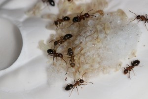 L'imposant couvain (avant d'être rentré dans le nid) 1, Mes colonies et expérimentations