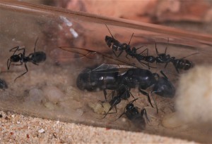 Sa majestée ailée et sa progéniture., [Blog] Les Camponotus vagus d'Heydax