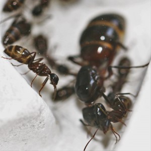 Gyne Camponotus ligniperdus et ses ouvrières, Mes colonies et expérimentations