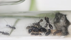 Gyne Camponotus aethiops et ses ouvrières, Mes colonies et expérimentations