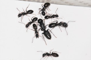 Gyne Camponotus fallax (RIP) et ses ouvrières, Mes colonies et expérimentations