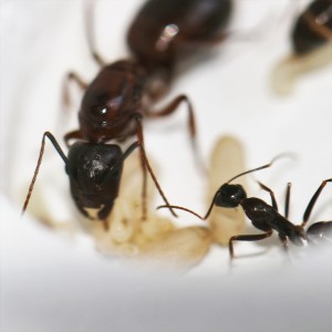 Gyne Camponotus sylvaticus 1 et ses ouvrières, Mes colonies et expérimentations