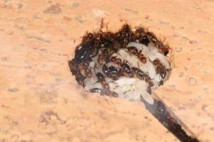 Colobopsis truncatus &quot;Trunca 8&quot;, Mes colonies et expérimentations