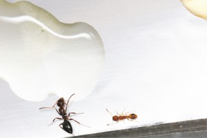 Cohabitation Temnothorax avec Camponotus piceus, Mes colonies et expérimentations