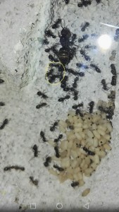 La petite grappe entourée en jaune !, Suivi des Chthonolasius