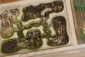 Ancien nid., [Blog] Lasius emarginatus de Lunox