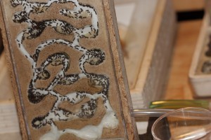 Nouveau nid., [Blog] Lasius emarginatus de Lunox