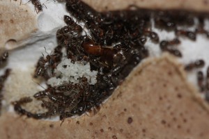 Grappe d’œufs plus reine., [Blog] Lasius emarginatus de Lunox