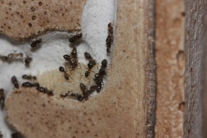Tas de larve., [Blog] Lasius emarginatus de Lunox