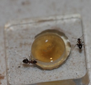 Lasius emarginatus sur liquide sucré., [Blog] Lasius emarginatus de Lunox