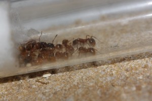 Colonie Myrmica sp., [Blog] Les colonie de Myrmica de Lunox