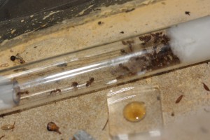 Colonie Myrmica gr. scabrinodis, [Blog] Les colonie de Myrmica de Lunox
