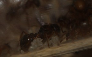 Gyne Myrmica gr. scabrinodis, [Blog] Les colonie de Myrmica de Lunox