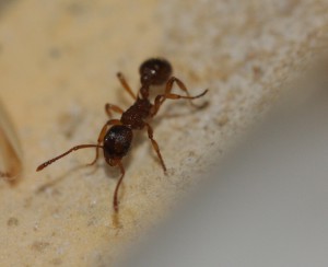 Ouvrière Myrmica gr. scabrinodis., [Blog] Les colonie de Myrmica de Lunox