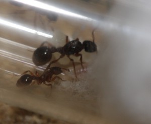 Myrmica cf. schencki., [Blog] Les colonie de Myrmica de Lunox