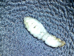 Qu'est-ce que ceci ?, Une nymphe (?) étrange chez Diacamma pallidum