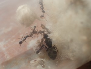 L. nigra, **FIN** [Blog] Lepisiota nigra (Dalla Torre, 1893)