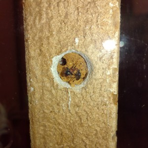 Rétrécissement de l'entrée du nid par Tetraponera rufonigra, [Blog] Tetraponera rufonigra