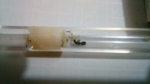 Gyne 1, [Lasius sp.] Gyne Ardéchoise