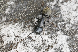 Major Camponotus vagus, Les fourmis de la forêt de Fontainebleau (77)