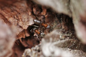 Lasius emarginatus sur un pin, Les fourmis de la forêt de Fontainebleau (77)