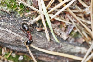 Camponotus ligniperdus et non herculeanus (merci Claude), Les fourmis de la forêt de Fontainebleau (77)