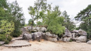 Forêt de Fontainebleau, Les fourmis de la forêt de Fontainebleau (77)