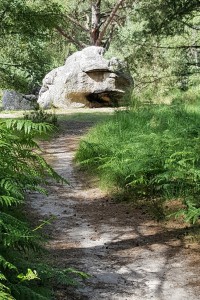 Forêt de Fontainebleau, Les fourmis de la forêt de Fontainebleau (77)