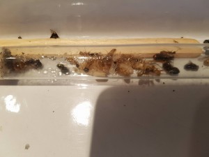 Camponotus atriceps, [Blog] Camponotus atriceps