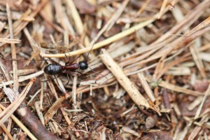 Minor Camponotus herculeanus, Les fourmis de la forêt de Fontainebleau (77)
