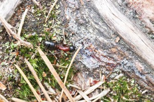 Camponotus herculeanus, Les fourmis de la forêt de Fontainebleau (77)