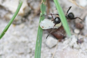 Serviformica qui déménage une nymphe, Les fourmis de la forêt de Fontainebleau (77)