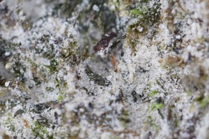 Temnothorax sp. (désolé pour la qualité, prise en photo sans le vouloir :D ), Les fourmis de la forêt de Fontainebleau (77)