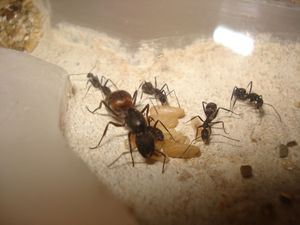 Les Camponotus de funkyben, DSC09094.JPG