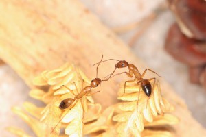 Conversation entre Camponotus pilicornis sur fougère bellifontaine., [Blog] Les Camponotus pilicornis eaubonnaises