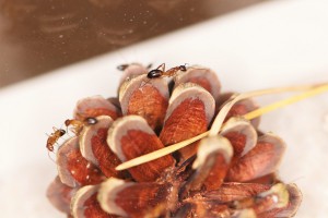 Oh une belle pomme de pin !, [Blog] Les Camponotus pilicornis eaubonnaises