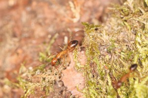 Enfin un peu de verdure pour les pili !, [Blog] Les Camponotus pilicornis eaubonnaises