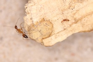 Cohabitation : les petites harcèlent un peu les grandes !, [Blog] Les Camponotus pilicornis eaubonnaises
