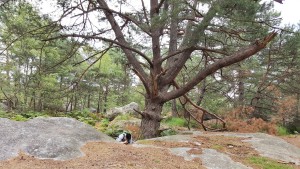 Dans la Forêt de Fontainebleau 1, [Blog] Les Camponotus pilicornis eaubonnaises