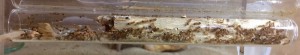 Colonie Temnothorax nylanderi, Présentation de mes fondations et colonies